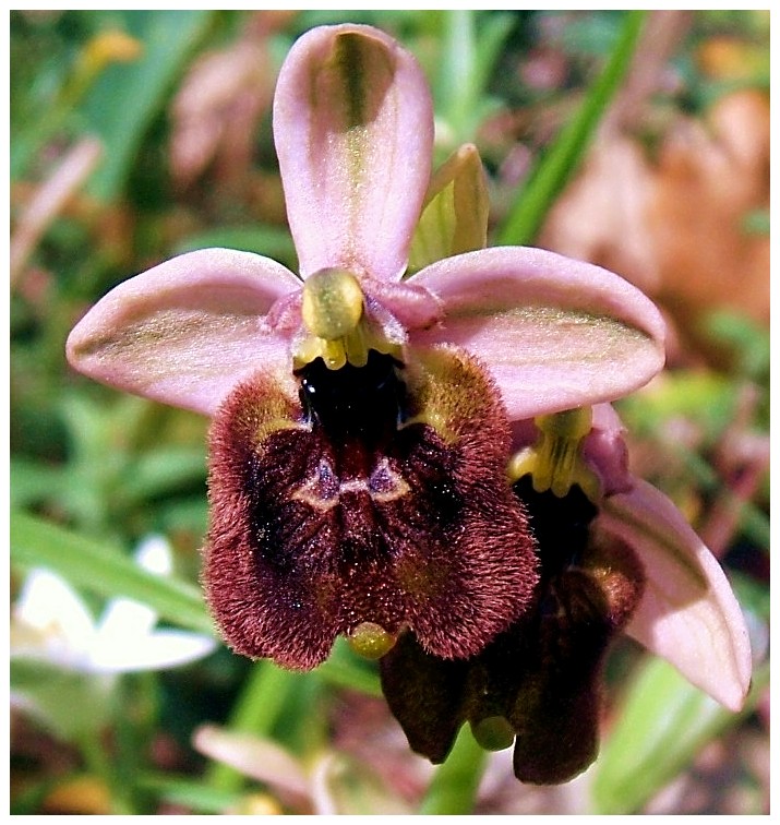 Ophrys Tenthredinifera......